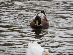 Anas platyrhynchos domesticus