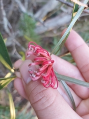Grevillea oleoides