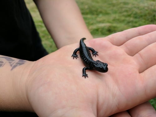 Salamandra atra
