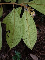 Miconia conorufescens