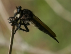 Promachus painteri