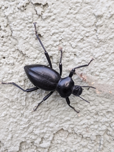 Coelocnemis magna