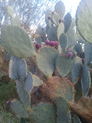 Opuntia cacanapa