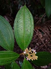 Miconia conorufescens