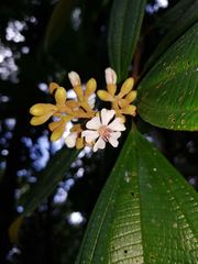 Miconia conorufescens