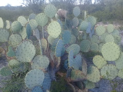 Opuntia cacanapa