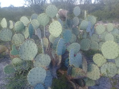 Opuntia cacanapa