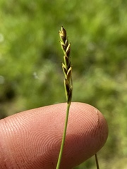 Carex anthoxanthea