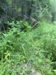 Carex cyrtostachya