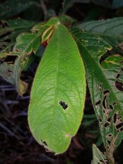 Columnea purpurata