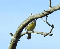 Setophaga kirtlandii