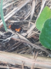 Psorthaspis sanguinea