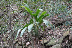 Cordyline petiolaris