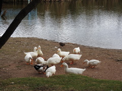 Anas platyrhynchos domesticus