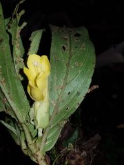 Columnea kalbreyeriana