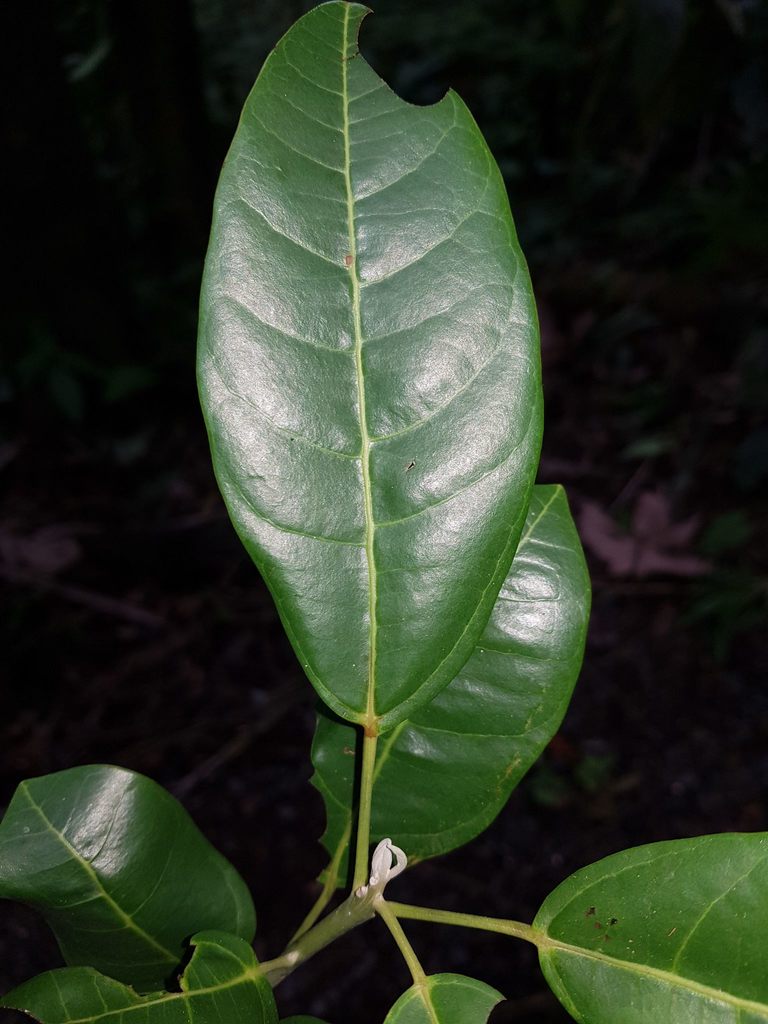 Hernandia didymantha