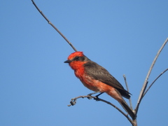 Pyrocephalus rubinus