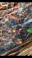 Psorthaspis sanguinea