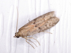 Vitula edmandsii