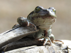 Pleurodema bufoninum