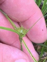 Carex sychnocephala