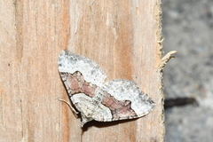 Xanthorhoe decoloraria