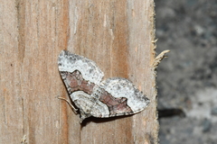 Xanthorhoe decoloraria