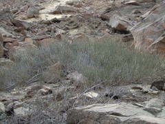 Ephedra breana