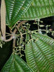 Miconia variabilis