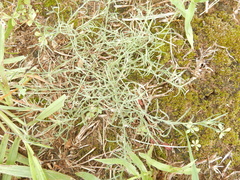 Erigeron divaricatus