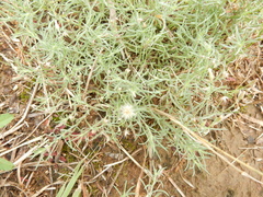 Erigeron divaricatus