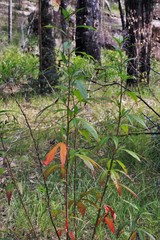 Hibiscus heterophyllus