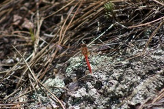 Sympetrum costiferum