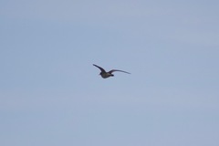 Bartramia longicauda