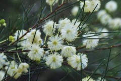Acacia quadrilateralis