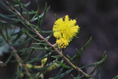 Acacia ruppii