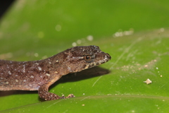 Lepidoblepharis xanthostigma