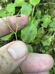 Micranthes caroliniana