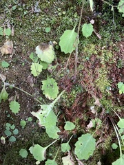 Micranthes caroliniana