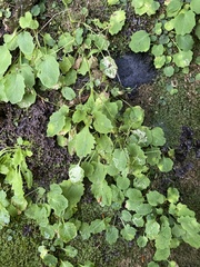 Micranthes caroliniana