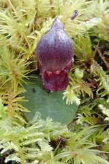 Corybas unguiculatus