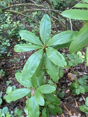 Rhododendron macrophyllum