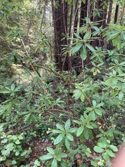 Rhododendron macrophyllum