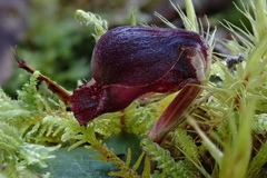 Corybas unguiculatus