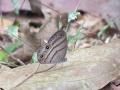 Cissia terrestris