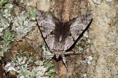 Catocala andromedae