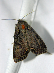 Lacanobia radix