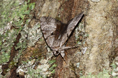 Catocala andromedae