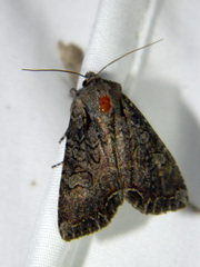Lacanobia radix