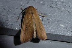 Ichneutica blenheimensis